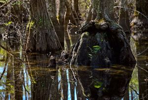 Large tree trunks emerge from a wetland landscape.