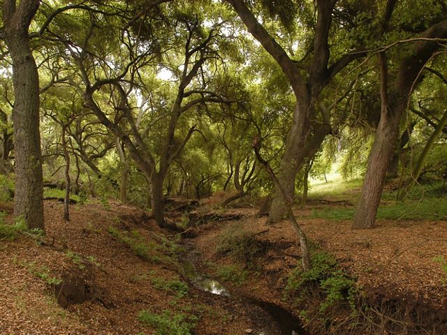 Forest floor view of a creek flowing through oak woodlands in the Santa Rosa Plateau Ecological Reserve,