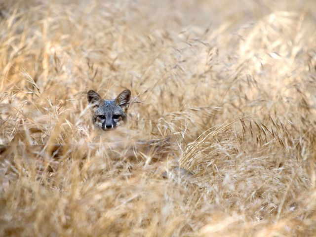 A Santa Cruz Island fox pops its head up from golden grasses.