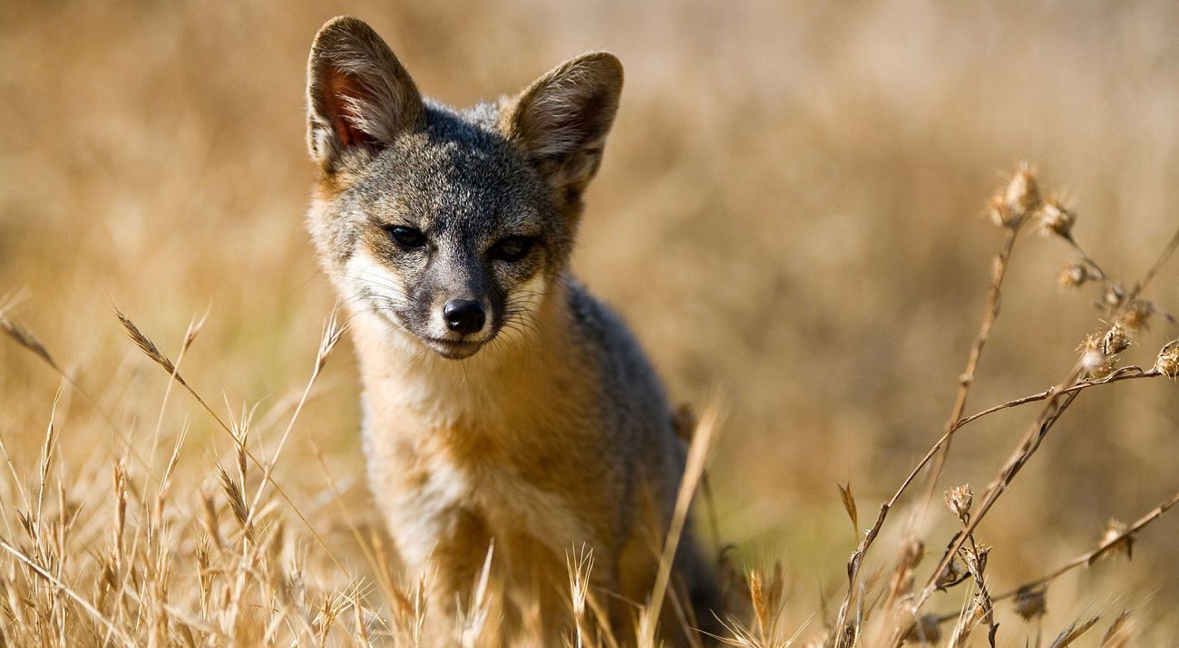 small fox with a gray face surrounded by yellow grasses