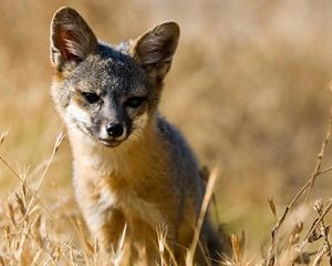 A close-up of a Santa Cruz Island fox among dry grasses.