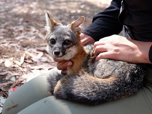 Closeup of a Santa Cruz Island fox in the lap of a TNC scientist.