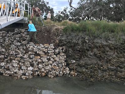 TNC employees inspecting a living shoreline.