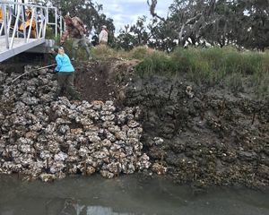 Creating a living shoreline on Sapelo Island, GA.