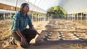 A researcher in the field crouches down at a raised planting bed inside a greenhouse frame.