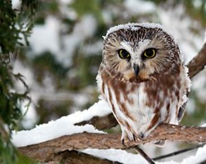 A close up of a snow-covered saw whet owl in winter.