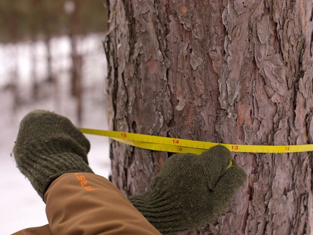 Two green gloved hands measuring the circumference of a pine tree in winter.