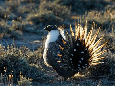Sage Grouse