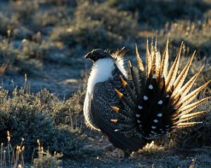 A greater sage grouse stands in sagebrush and displays its tail feathers.