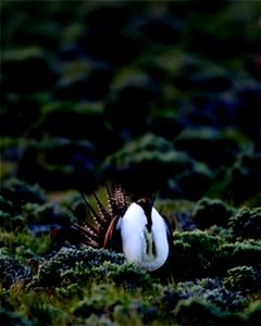 Greater sage-grouse