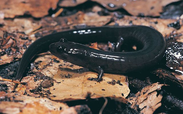 Closeup of a black salamander on leaf litter.