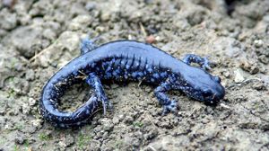 A blue salamander.
