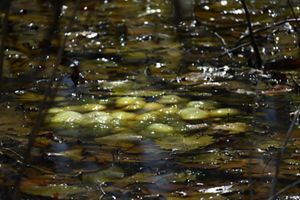 Close up of salamander eggs.