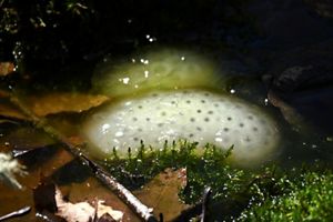 Close up of salamander eggs in a vernal pool.