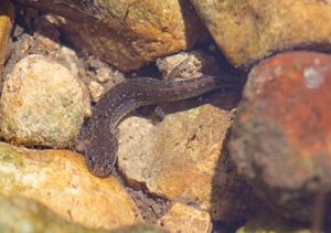 A speckled, brown salamander with short legs and a long tail maneuvers through clear waters amongst sunken limestone rocks in varying shades of red, brown, tan, and yellow.