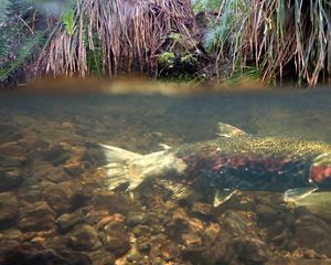 Female coho salmon in Thompson Creek along the Oregon coast