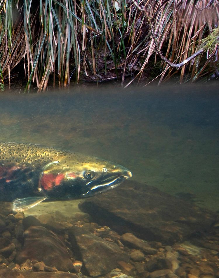 Female coho salmon in Thompson Creek along the Oregon c
