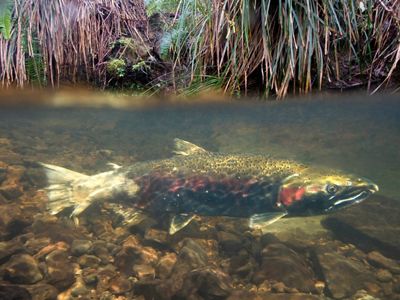 Female coho salmon in Thompson Creek along the Oregon coast