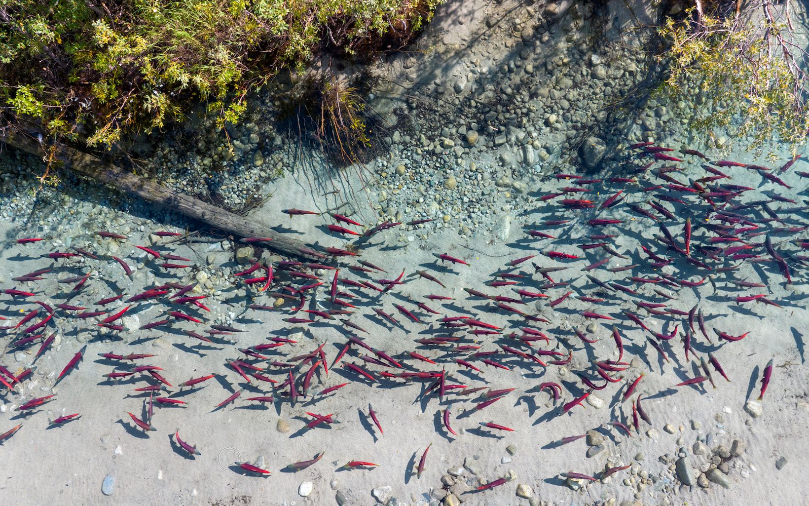 Large group of brightly colored salmon swimming in the clear waters of a rocky river's edge.