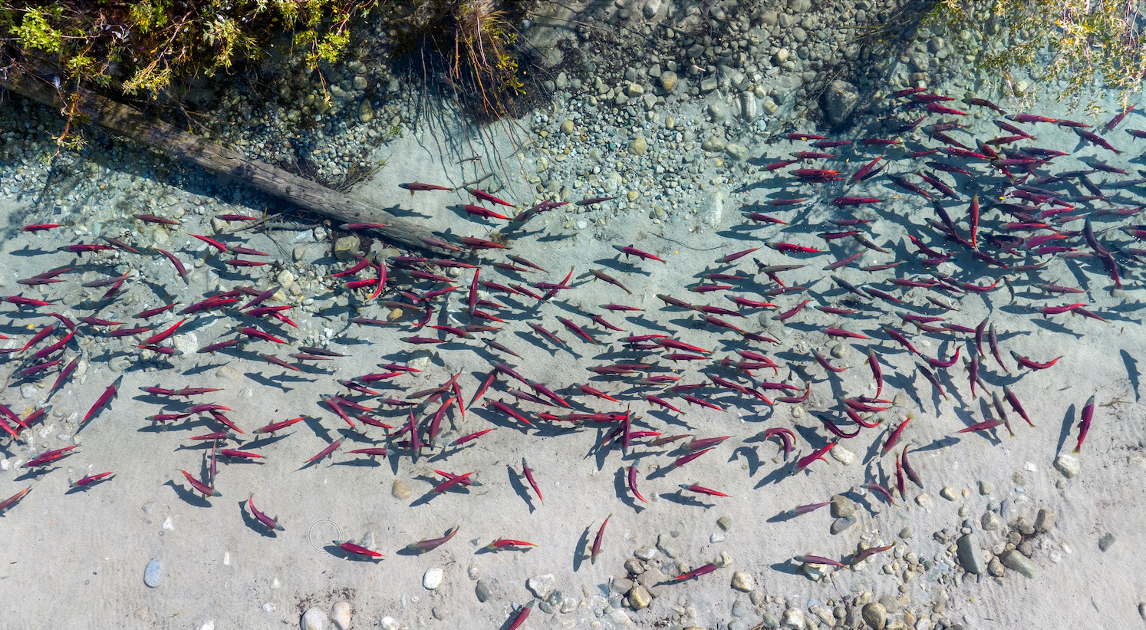 In this aerial view, salmon are congregated around part of a river in Alaska.