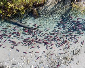Aerial view looking down on clear waters teeming with hundreds of red salmon.