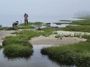 Two staff looking at a salt marsh.