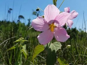 Pink flower called saltmarsh mallow.