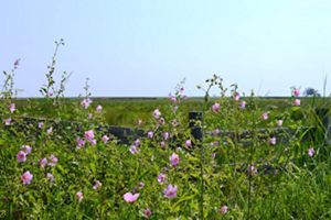 Delicate pink flowers grow around a wooden fence.