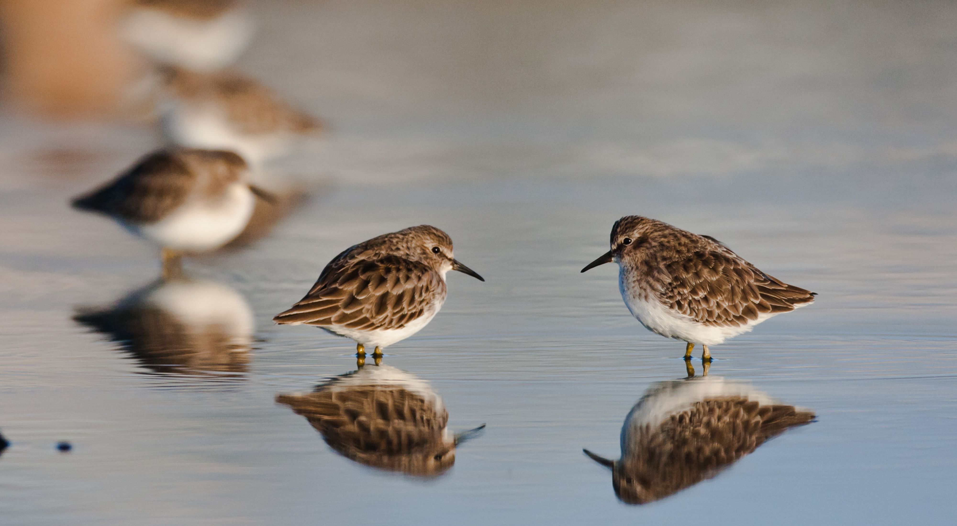 Two Least Sandpipers wade in shallow waters