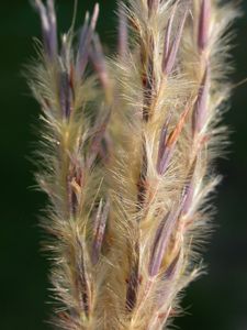Close up of blueish spiked grasses with yellow flowering hairs.