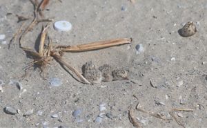 Two least tern chicks laying down in their nest.