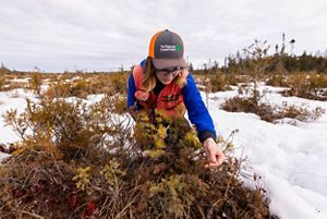 A TNC forester looks close at foliage on the ground.