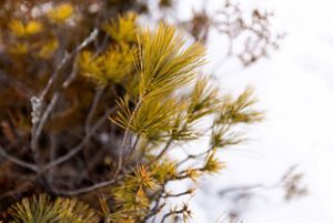 Close up of pine tree branches.