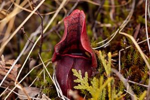 Pitcher plant.