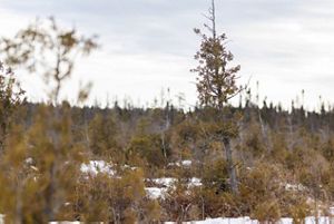 Trees in a snowy wetland.
