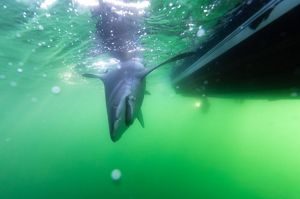 Underwater photo of a large, gray shark near the ocean's surface, brought near a boat for tagging on a line.