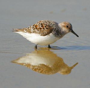 A brown and white bird with short black legs stands in wet sand.