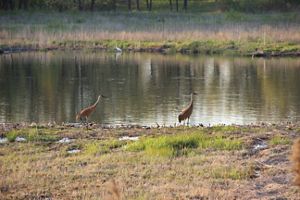 Tall wading birds along the banks of a river with low vegetation.