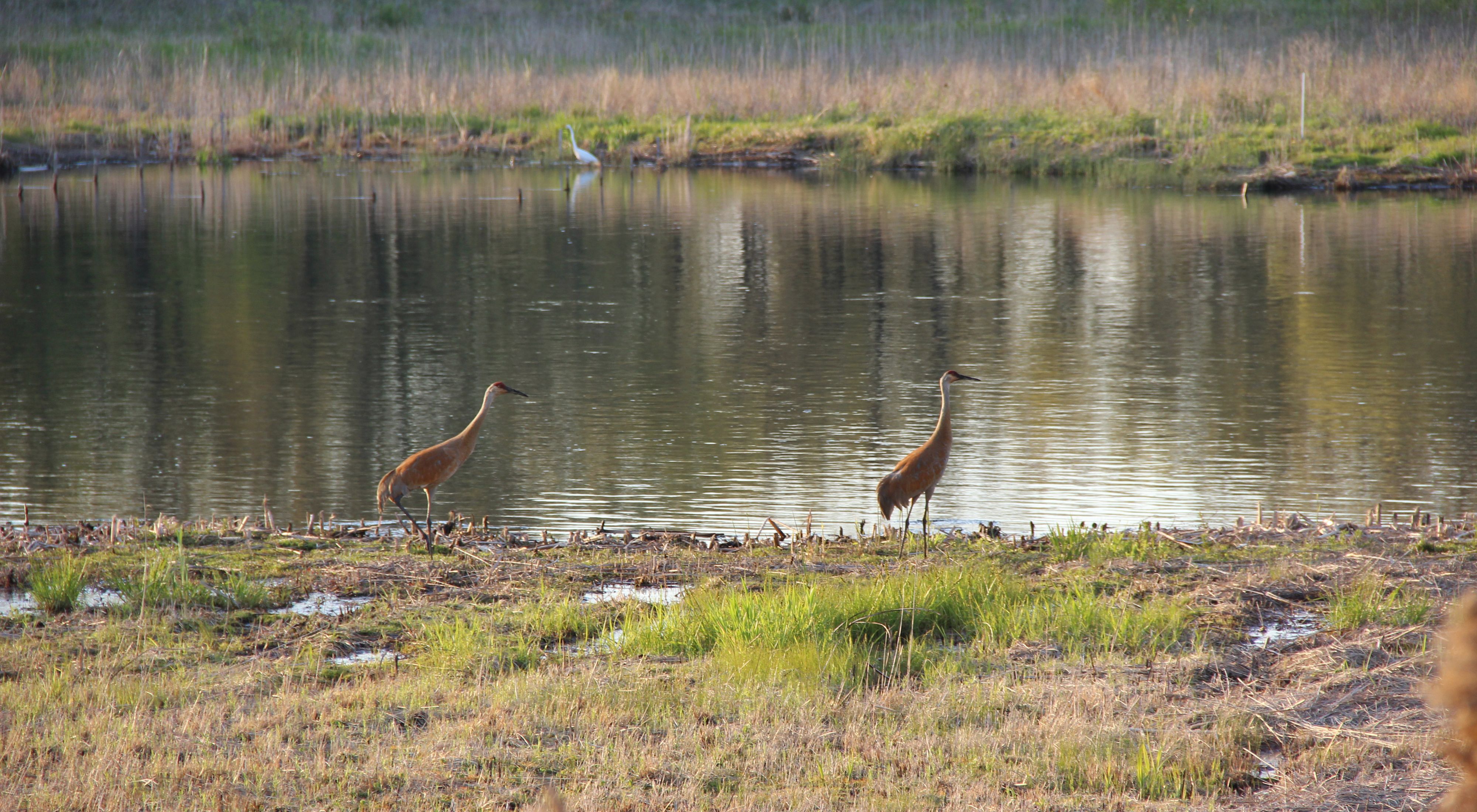 Tall wading birds along the banks of a river with low vegetation.