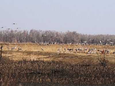 A large number of sandhill crane birds flock in a field with tree stumps and other freshly cut vegetation.