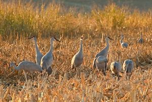 Sacramento San Joaquin Delta   Sandhill Cranes Sacramento Delta CA 