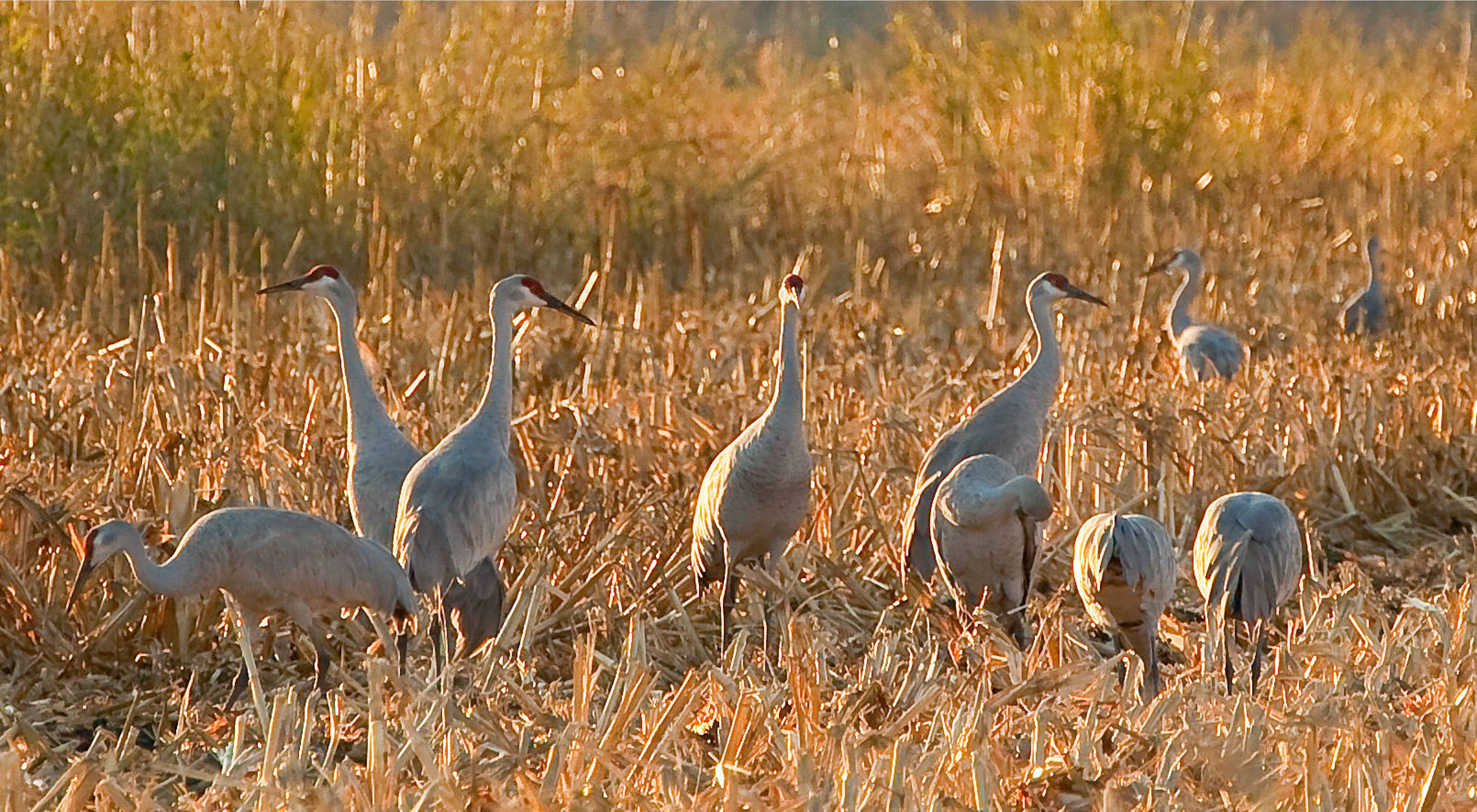 A group of sandhill cranes gather in the Sacramento-San Joaquin Delta