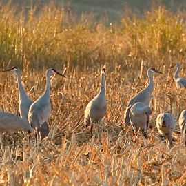 Five fast facts about loud but lovely sandhill cranes