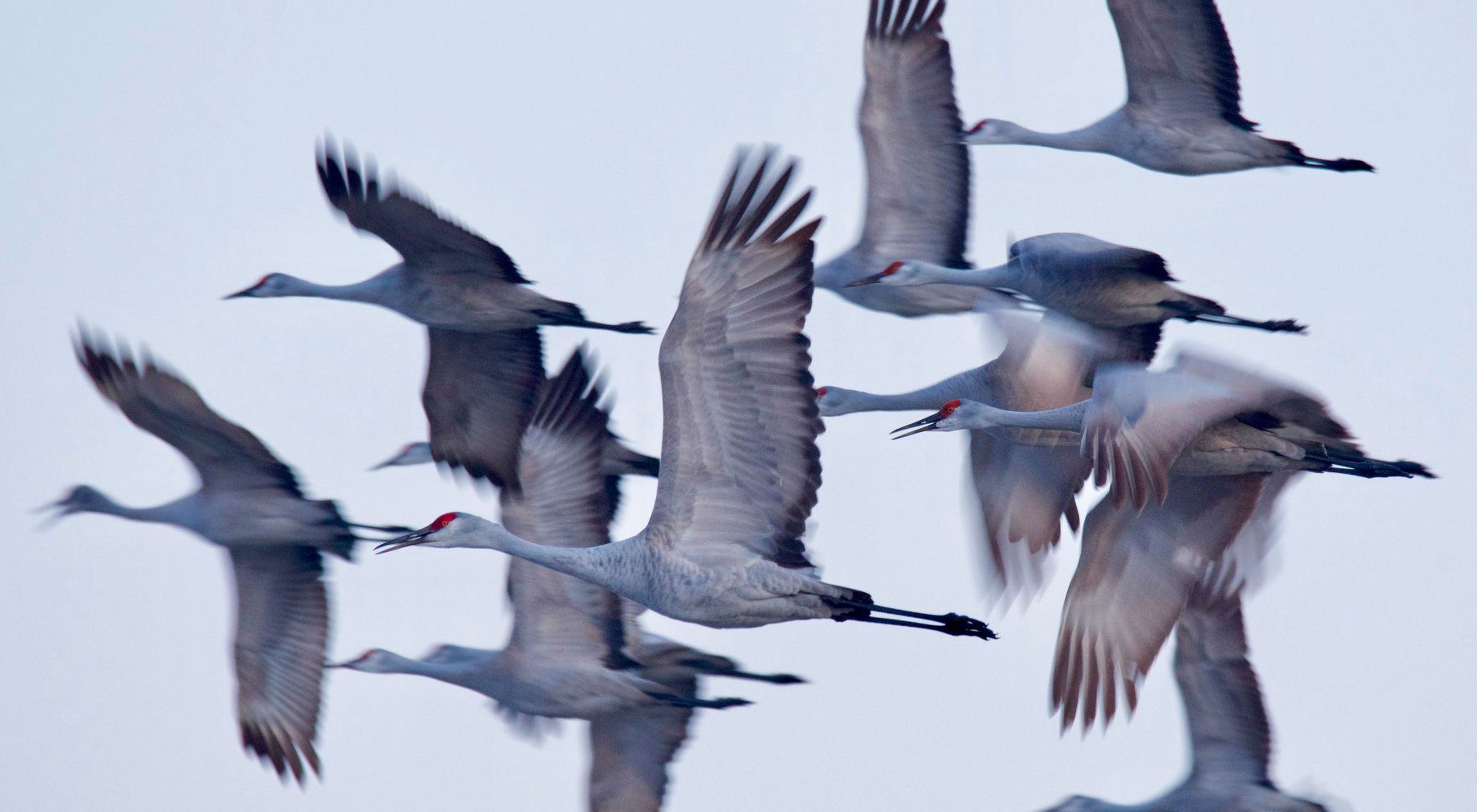 Nebraska's Grand Island during the sandhill crane migration. Honorable Mention in the 2019 Staff Photo Contest. 