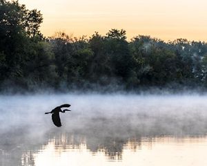 A sandhill crane is pictured flying over a river with reflections of nearby trees in view. The sky in background is light orange, likely from a sunset.