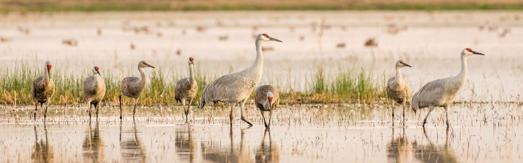 Sandhill Cranes