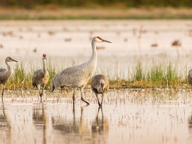 Lesser and greater sandhill cranes mingling in shallow water at Woodbridge Ecological Reserve, Lodi, California.