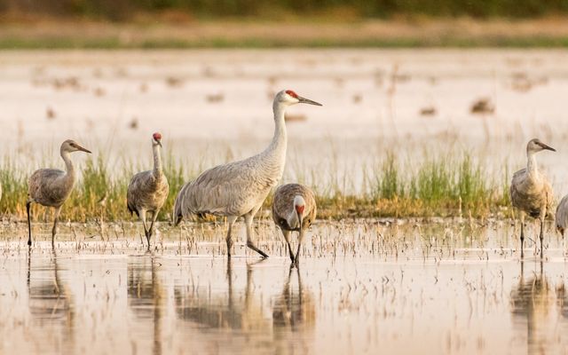 Lesser and greater sandhill cranes mingling in shallow water at Woodbridge Ecological Reserve, Lodi, California.