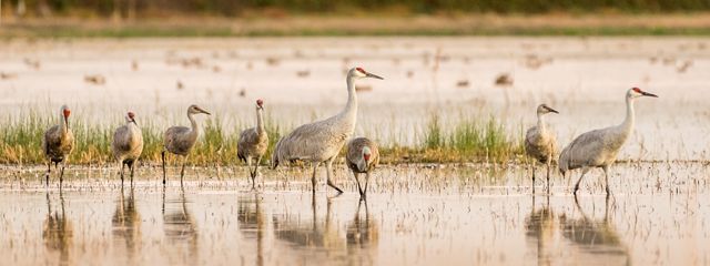 Lesser and Greater Sandhill Cranes mingling at Woodbridge Ecological Reserve, Lodi, California