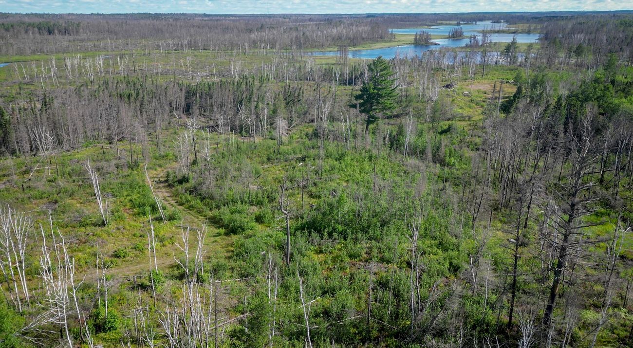 An aerial photo of green forests, dead trees and water.